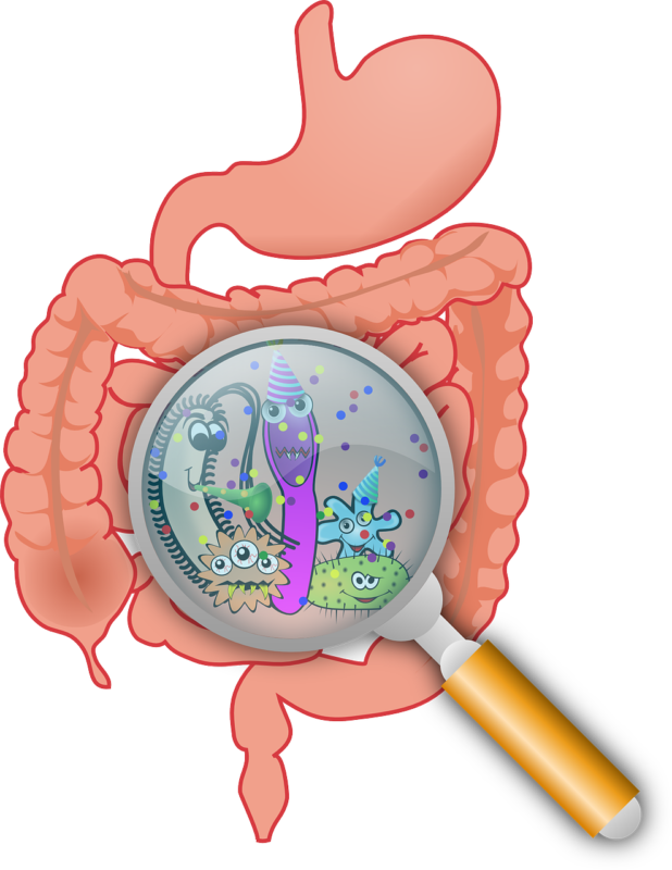 gut bacteria